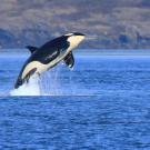 Southern resident killer whale breaching in ocean