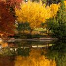 Lake Spafford, autumn, trees reflected on water