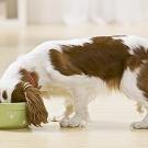 Photo: puppy eating from a bowl