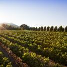 Vineyard at dawn