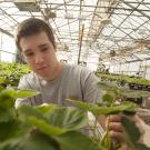 Male student examines large-leafed strawberry plants in a campus greenhouse