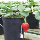 A single red strawberry, with white tag, hangs from a green-leafed strawberry plant that is planted in a black plastic pot.