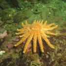 Sunflower Sea Star