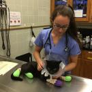 Vet student tends to injured cat.