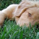 This puppy is a Nova Scotia Duck Tolling Retriever, the breed with the newly discovered genetic mutation for cleft palate. Read <a href="http://www.vetmed.ucdavis.edu/whatsnew/WhatsNew.cfm">more news</a> from the School of Veterinary Medicine.