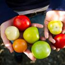 Different colored tomatoes are held in two hands