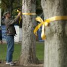 Students tie yellow ribbons to trees on the Quad.