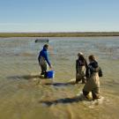 Three researchers wade through brown water on the Yolo Bypass in California's Central Valley. 