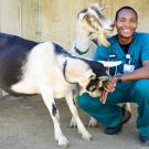 Man in blue veterinary clothing kneels beside two black and white goats.