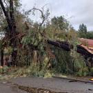 A tree that fell onto the large animal clinic stables.