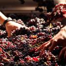 Hands reaching into bin with wine grapes