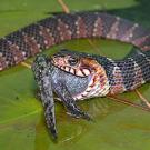 Snake swallowing a salamander