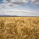 Photo: field of wheat with clouds in the sky