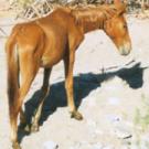 Photo of skinny wild horse