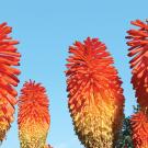 Kniphofia aka Christmas Cheer