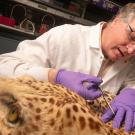 A man wearing a lab coat and purple gloves sits at a table behind a leopard pelt. He is using scissors to cut a portion of the fur.