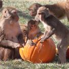 Three monkeys of different ages with a pumpkin. 