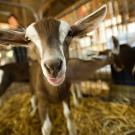 A goat at the UC Davis Dairy Goat Facility looks directly at the camera.