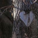 A heart takes shape on the trunk of an oak tree in the UC Davis Arboretum.