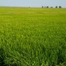 Rice fields between Davis and Sacramento
