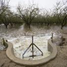 Diverted water spills into an almond orchard in Modesto, CA in November of 2016 to help recharge the aquifer beneath the field. UC Davis scientists are studying managed aquifer recharge as a solution to California's groundwater overpumping. (Curtis Jerome Haynes)