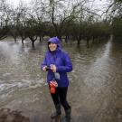 Woman in purple jacket stands in rain in almond orchard for groundwater recharge experiment.