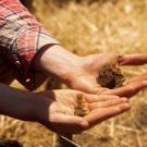 Two hands hold soil with backdrop of straw