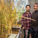 Two male scientists with rice plants in a greenhouse. 