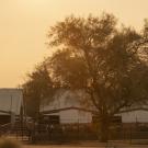 Smoke from a 2020 wildfire engulfing a livestock barn for dairy cattle on the UC Davis campus. (Gregory Urquiaga / UC Davis) 