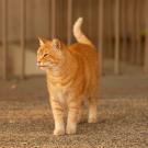 A ginger domestic cat stands on concrete outside a building. 