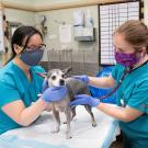 DVM student Melissa Hernandez ‘23 and Dr. Kate Farrell examine a small Chihuahua mix breed dog on a table in the UC Davis veterinary hospital's Emergency Room. The new ER/ICU will open on May 3. (UC Davis School of Veterinary Medicine)