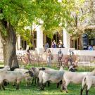 sheep graze on uc davis campus lawn as students look over fence