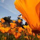 California poppies at eye level in field