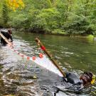 fisheries biologists use a net to collect fish from a creek during fall