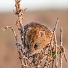 Closeup of endangered salt marsh harvest mouse on marsh plant