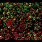 3D image of brain cells