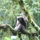 Skywalker gibbons primate looks at camera while sitting on tree branch in Myanmar