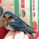 Barn swallow on a hand looking at camera with background of strawberry packing boxes