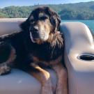 Big brown and black dog named Boone sits on a boat with Lake Sonoma in the background. He went through a clinical trial at UC Davis School of Veterinary Medicine to treat his cancer.