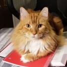 Cat with HCM sits on top of a notebook