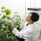  A woman with short brown hair and glasses wearing a white lab coat looks at some sunflowers in a brightly lit indoor setting. 
