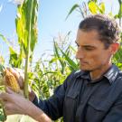  A man with short brown hair and a short beard examines an ear of corn surrounded by corn stalks. 