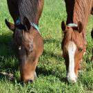 Horses grazing at the UC Davis Center for Equine Health