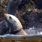 Sea lion with head above water in ocean