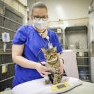 veterinarian with tabby cat 