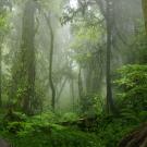 Stock image of deep green rainforest.