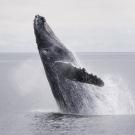 Humpback whale breaches in waters off Alaska. (Getty)