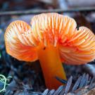 Close up of pinkish-red candy cap mushroom on forest floor in California
