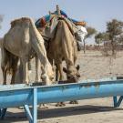 Camels drinking from a blue water trough in barren desert. 