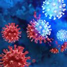 Spherical coronaviruses against a blue background. The image is split diagonally: on lower left, viruses are red and on upper right light blue. 